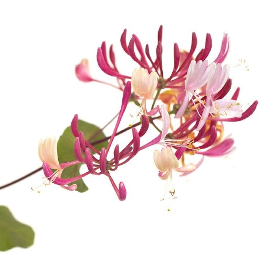 バッチフラワーレメディ Amazon | バッチフラワー レメディ ハニーサックル 10ml