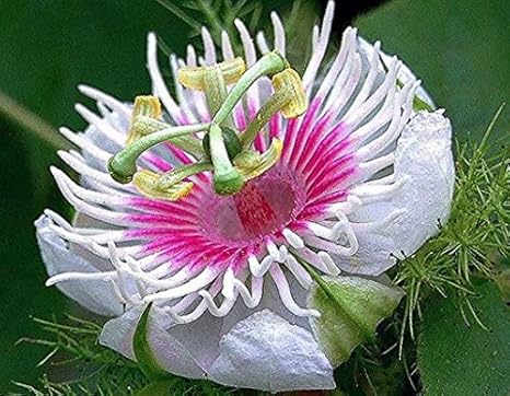 Amazon フォエティダパッションフルーツ クサトケイソウ の種 粒 果物 Amazon フォエティダパッションフルーツ クサトケイソウ の種 粒 果物