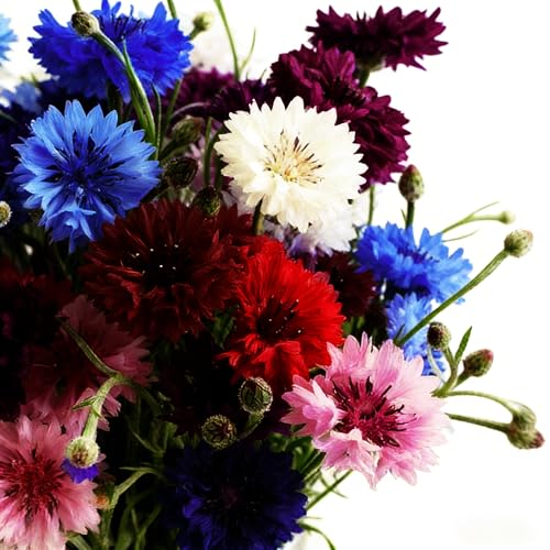 Mixrug 2027+ Mixed Cornflower Seeds