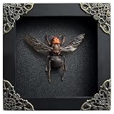 VinaTimes Asian Giant Hornet Frame