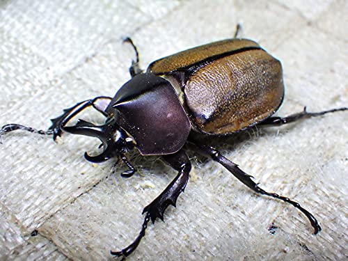 Amazon | マルガリータヒナカブト 生体 (40ミリ36ミリ新成虫ペア
