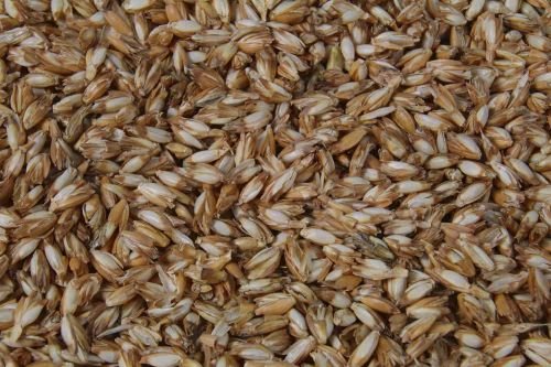 Dinkelspelzkissen Bio mit Reißverschluß, Dinkelspreukissen, Dinkelspelz Größe 40x80