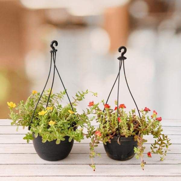 Mphmi NCR Live Plants Set of 2 Adorable Portulaca Plants in Hanging Baskets (B0CDXZRRBL) Amazon Price History, Amazon Price Tracker