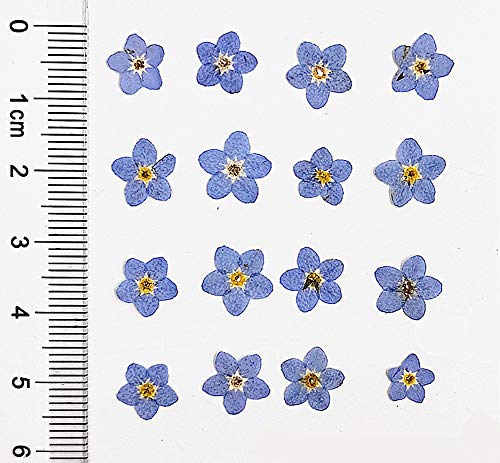 50pcs flores secas prensadas para manualidades variadas miniatura 3