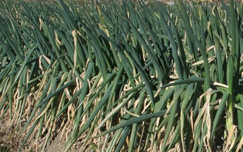 産地直送 加藤農園の長ねぎ 約3kg[12月下旬より順次発送]|期間限定 長ネギ 葱 白ねぎ 白ネギ 野菜 国産 甘楽町産 群馬県産 [0259]