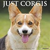 Just Corgis 2020 Wall Calendar (Dog Breed Calendar)