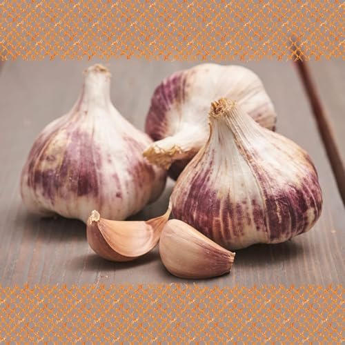 FLORTUS Winterpflanzknoblauch Germidour 3 Knollen zertifiziertes Pflanzgut keine Samen Knollengröße 40-50 mm winterhart würziger Knoblauch aus Südfrankreich