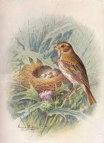 Poster Emberiza Miliaria tableau graffiti salon moderne