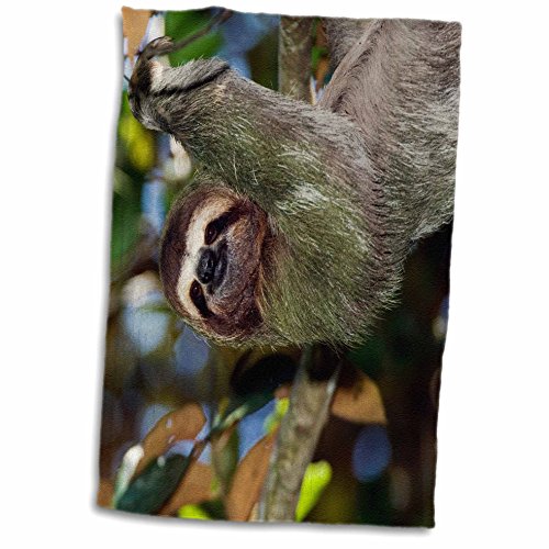 3dRose Brown-throated Three-toed Sloth Wildlife Towel #TOP22