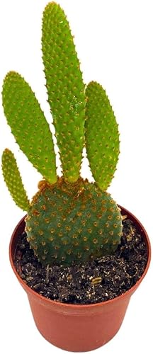 BubbleBlooms Opuntia Microdaisys Opuntia Orejas de conejo rojo cobre 2 pulgadas