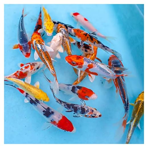 Natural Waterscapes Live Koi Mix | Pond Fish Pack (10) 3-5" Koi Fish | Mix of Colors & Patterns