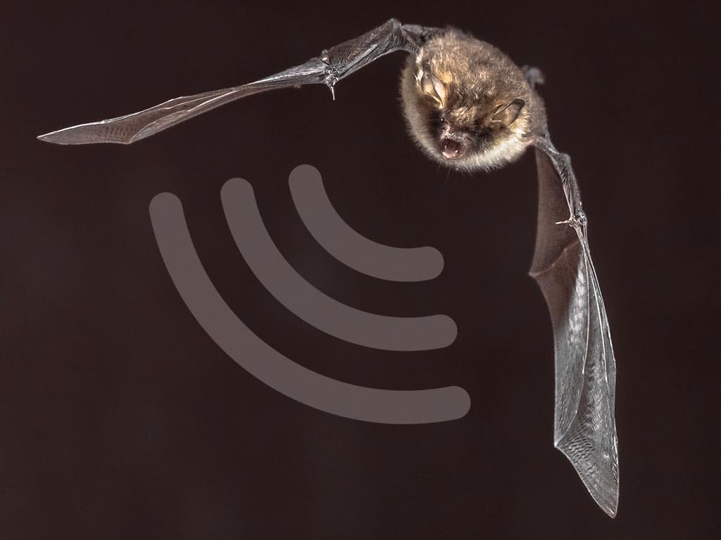 Whadda Kit di saldatura, ultrasuoni e bat detector, stereo