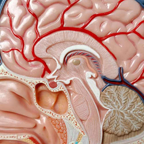 Evotech Scientific A66 Evotech Human Half Head Superficial Neurovascular Model With Musculature, Life Size Anatomical Head Model Skull And Brain thumb #7