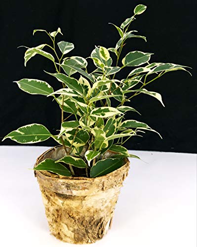POWERS TO FLOWERS - FICUS BENJAMIN VARIEGATO VASO 11, IN VASO CORTECCIA BETULLA, pianta vera