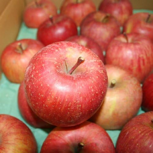 Amazon サンふじ Cランク 家庭用 約10kg 訳あり 28玉 36玉 長野県産 りんご 糖度13度以上 トミおじさんのりんご りんご 通販