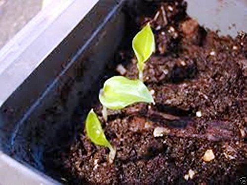 Green Cardamom Seeds (Elettaria cardamomum) Grow Indoors or Outdoors !(100 Seeds) - Image 3