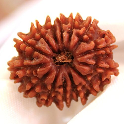 Maa Padma Natural Rudraksha Beads (1,2,3,4,5,6,7,8,9,10,11,12,13,14 Faced) Original Rudraksha Beads Himalayan Collections (14 Face)