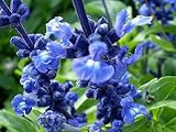 250 Blue Bedder Sage Flower Seeds Salvia Farinacea