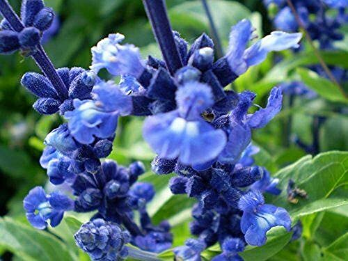250 Blue Bedder Sage Flower Seeds Salvia Farinacea #TOP10