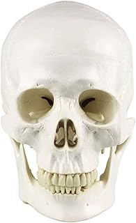 Study Model Adult Medical Anatomical Human Skull Model - 3 Parts - Life Sized Human Mold Includes Full Set of Teeth Skull Skeleton Model -for Medical Educational Training Aid SaiFei