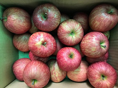 󂠂 ƒp R`Y S Tӂ 10kg [ƒp񂲂POL]