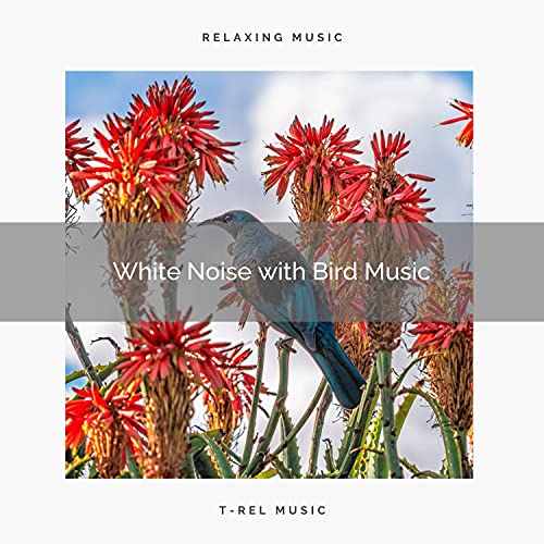 White Noise with Bird Music by Ambient Nature White Noise on Amazon Music