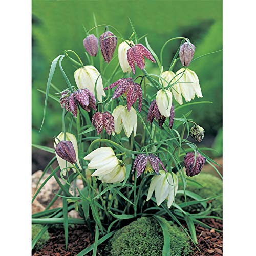 Image of Snakes Head Fritillary Bulbs 50 Fritillaria Meleagris Snake Head Fritillary Hardy Perennial Flower Bulb Beautiful Snakeskin Look Petals Striking Attractive Flowers 50x Bulbs by Thompson and Morgan