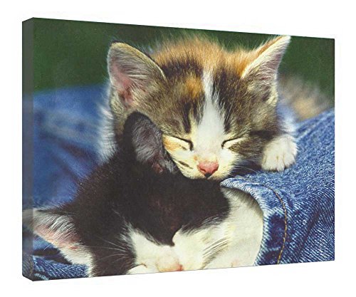 Chatons qui sieste sur toile encadrée en bois pour créer un salon cosy et chaleureux