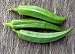 300 CLEMSON SPINELESS GREEN OKRA Abelmoscgus Esculentus Vegetable Seeds