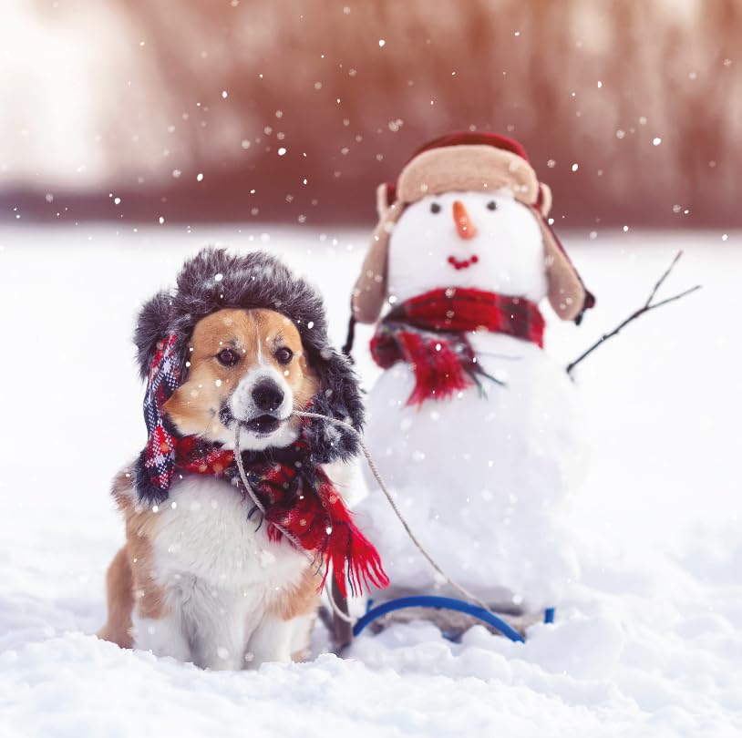 Photographic Winter Festive Art Charity Christmas Cards - Eco-Friendly - Pack of 6 (Dog and Snowman Fun), Medium