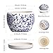 SQOWL 6 Inch Planter - Ceramic Plant Pots Indoor with Drainage Hole and Saucer, Round Ceramic Flower Pot Outdoor, Porcelain Decorative Planter, Backyard Decor, Gifts for Plant Lovers, Blue and White
