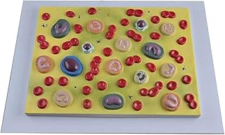 Assembly Assembly Model Anatomical Model Human Blood Cells 2,000 Times Magnification Hematology Internal Medicine Pathophysiology Model, Red Blood Cells White Blood Cells for School,Educatio