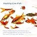 Toledo Goldfish Comet Feeder Goldfish: Live Feeder Goldfish Perfect for Stocking Ponds, Tanks, and Aquariums – 0.75 to 1.5 inches, 10 Fish