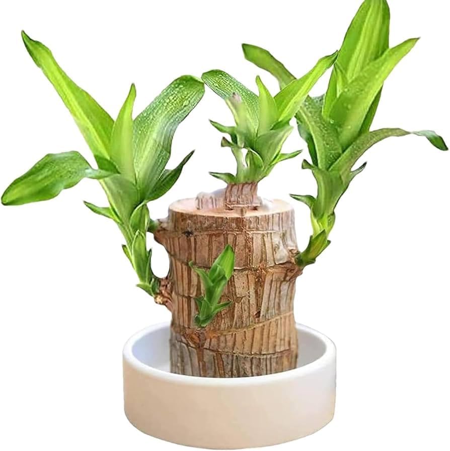 N.G.M.AGROCARE Imported brazilian Lucky Wood Live Stick (Without Glass) Pack of 1