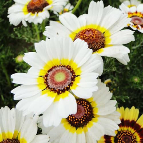 semi di campo, rampicanti resistenti, biologici di campo di perenni resistenti, Balcone, 250pcs