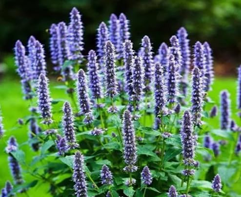 1 Pack of 1000 SEEEDS Blue Hyssop