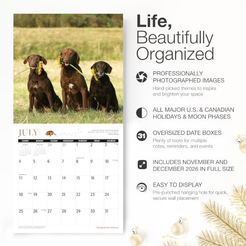 Image of RED EMBER Chesapeake Bay Retrievers Chessies 2027 Wall Calendar 12 Month