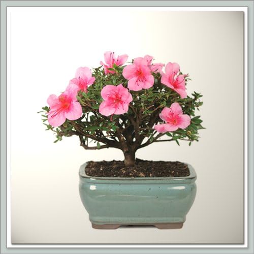 Nursery Direct Azalea Bonsai I (b-az1)