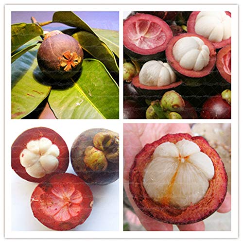 20pce Organic Mangosteen Delicious Fruit Seed Home Garden Seeds DIY Home Bonsai,Courtyard: Only Seeds