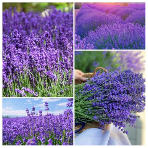 4000 Seeds Lavender Flower Seeds, 90-120 Days to Bloom, Summer Flowering, Drought-Tolerant Herb