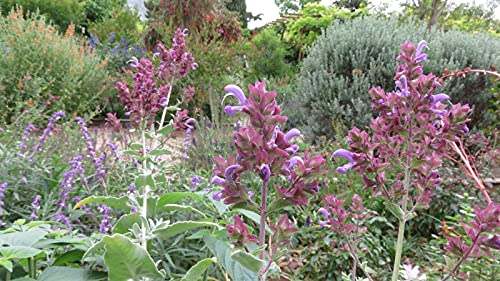 Salvia Canariensis Candidissima, 20 semicirculares