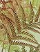 Ferns: Lessons in Survival From Earth’s Most Adaptable Plants