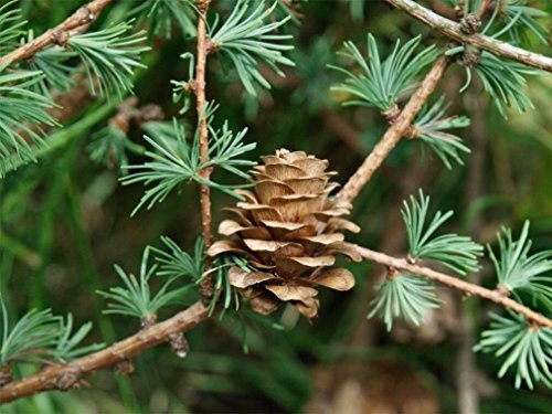 25 JAPANESE LARCH TREE Conifer...