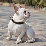 Mihqy Personalisiertes Hundehalsband aus Leder, mit graviertem Namensschild, mit Hundename und Telefonnummer,Persönlichen ID Halsband für Hunde,Für kleine und mittelgroße und große Hunde geeignet
