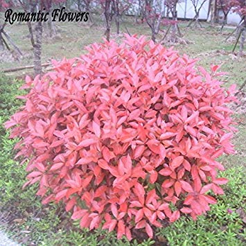New Home Garden Plant 50 Semi Photinia Fraseri Frasery Serrulata Red Robin Tipluohu semi di fiori