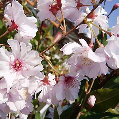 Amazon 桜 苗木 濃彼岸桜 こうひがんざくら 1年生 接ぎ木 苗 庭木 Diy 工具 ガーデン
