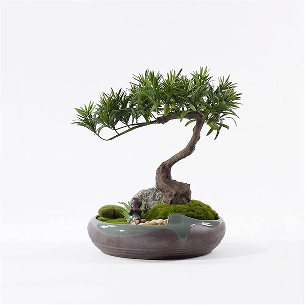 イヌマキ 盆栽素材 イヌマキ 盆栽素材