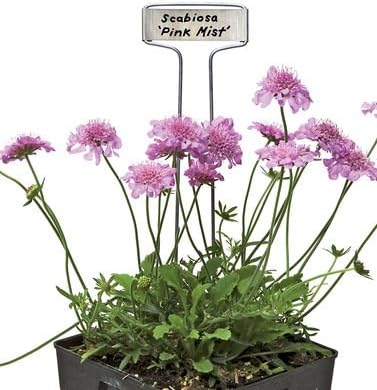 Standard Markers, Set of 25