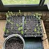 Heavy Duty Seed Starter Trays with 5'' Tall Humidity Domes & 2.75'' Deep Cells 3-Pack (162 Cells Total) Reusable Plant Germination Kit, Durable Plastic Seedling Trays for Herbs, Vegetables