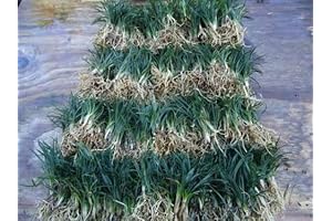 Dwarf Mondo Grass: Tiny Evergreen Ground Cover for Gardens and Landscapes